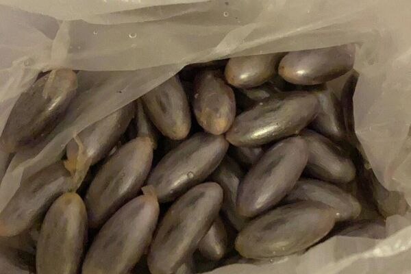 Sentetik Uyuşturucu Fas Macunu: Bilmeniz Gerekenler